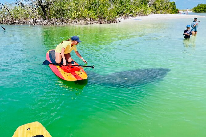 Dolphin and Manatee Adventure Tour of Fort Myers - Key things that make this Dolphin and Manatee Paddleboard Adventure special