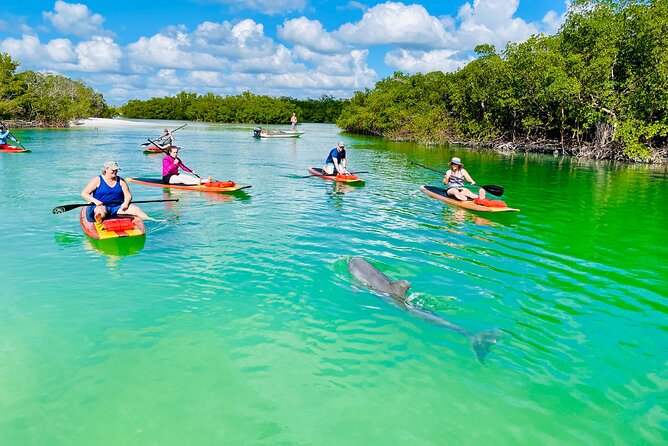 Dolphin and Manatee Adventure Tour of Fort Myers - What you actually do on the water, mangroves, open bay sections, and guide-led spotting
