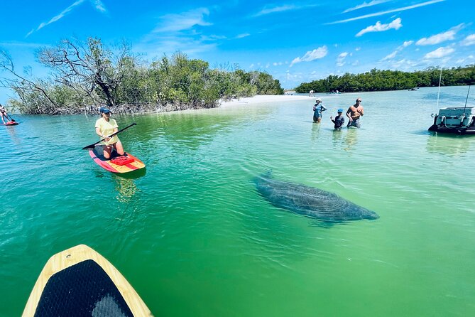 Dolphin and Manatee Adventure Tour of Fort Myers - Price and value for a $65, 2-hour SUP wildlife hunt