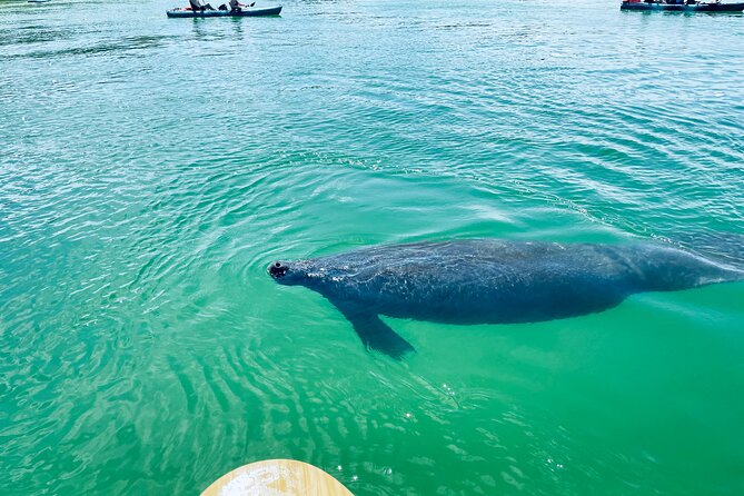 Dolphin and Manatee Adventure Tour of Fort Myers - Weather, timing, and the reality of wildlife tours