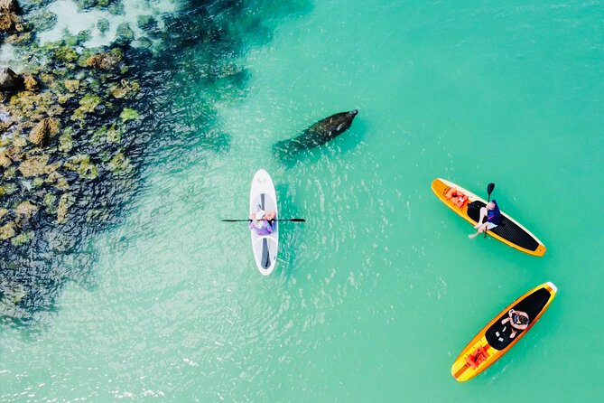 Dolphin and Manatee Adventure Tour of Fort Myers - Getting on the board and learning the rhythm in Bonita Springs