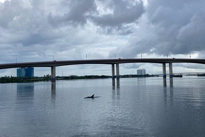 Dolphin and Manatee Stand Up Paddleboard Tour in Daytona Beach - Manatees, Dolphins, and the Real Game Plan for Wildlife