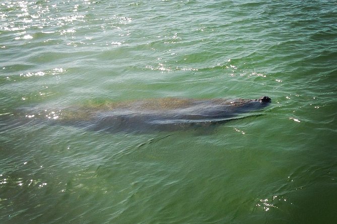 Dolphin and Shelling Cruise for up to 12 people - Why this Ten Thousand Islands cruise is more than a sightseeing ride