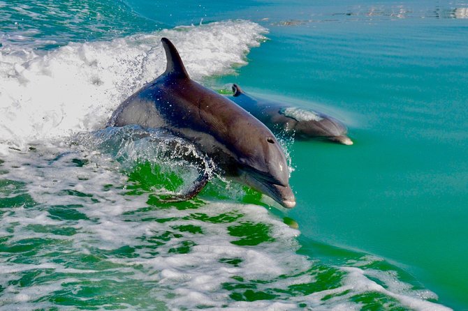 Dolphin and Shelling Cruise for up to 12 people - The barrier island shelling stop: where your time on the sand really counts