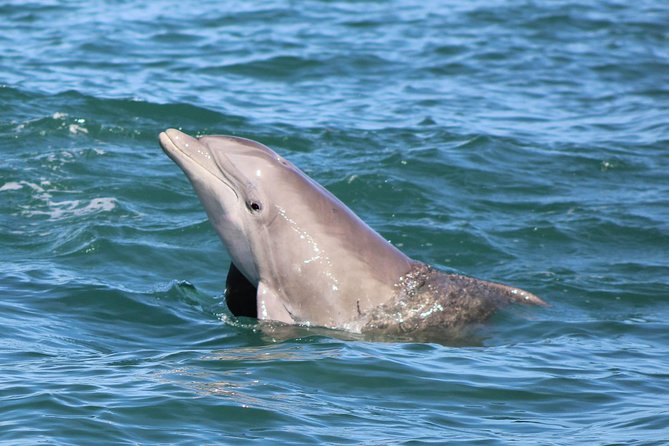 Dolphin and Wildlife Adventure of St. Augustine - Getting on board at Camachee Island Marina, and how to prepare