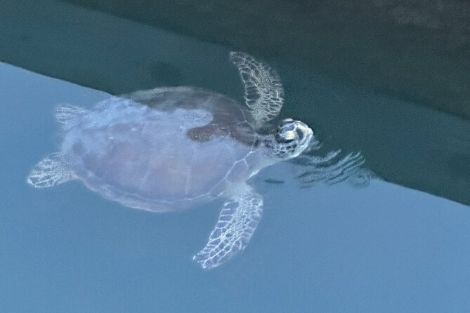 Dolphin, Manatee and SeaTurtle SUP Adventure Tour of St Augustine - SUP or kayak: the 2-hour experience and how it really feels