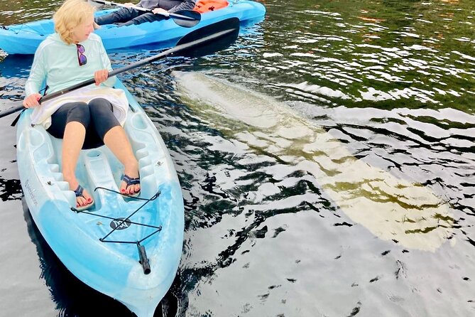 Dolphin, Manatee and SeaTurtle SUP Adventure Tour of St Augustine - How likely are dolphins, manatees, and sea turtles
