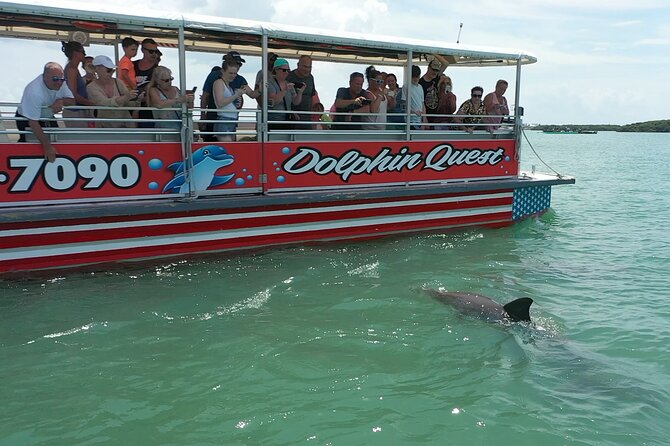 Dolphin Watching/Eco Cruise, John's Pass, Madeira Bch, FL - Key points before you go