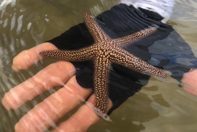 Easy Ride Pedal Kayak Tour Marco Island & Naples (Pedal or Paddle - Stop: Marco Island mangrove tunnels, wildlife chances, and small surprises