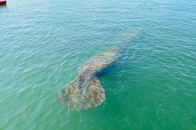 Easy Ride Pedal Kayak Tour Marco Island & Naples (Pedal or Paddle - The guide experience matters: training, safety, and facts that stick