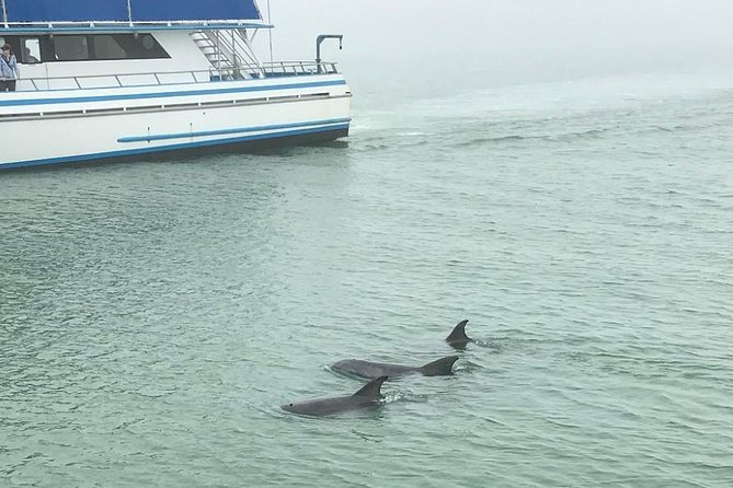 Eco and Dolphin Watch Tour of South Padre Island - Finding Atlantic bottlenose dolphins: what the crew is doing out there