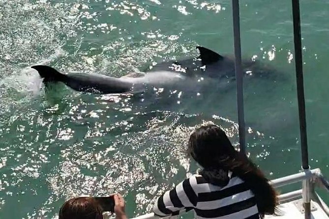 Eco and Dolphin Watch Tour of South Padre Island - Who should book, and who might want to think twice