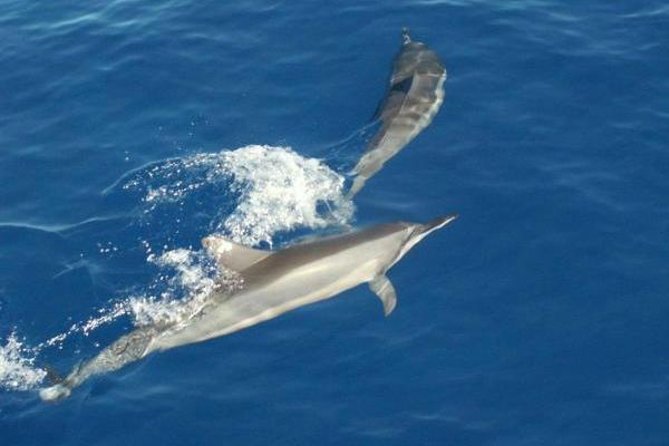 Eco and Dolphin Watch Tour of South Padre Island - Should you book this Eco and Dolphin Watch Tour?