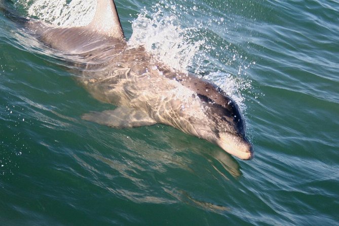 Eco and Dolphin Watch Tour of South Padre Island - Cruising the bay: from Coast Guard views to Boca Chica Beach