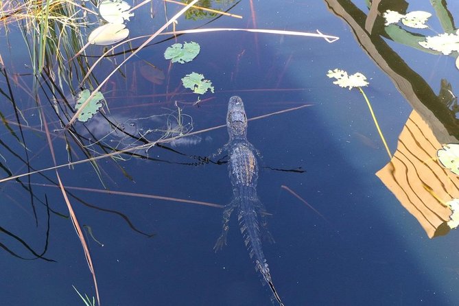 Everglades Airboat Safari Adventure with Transportation - Miami Beach meet-up at 305 Lincoln Rd: quick check-in, crowded start