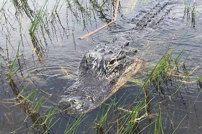 Everglades Airboat Safari Adventure with Transportation - Wildlife and alligators: enjoy the chances, don’t chase guarantees