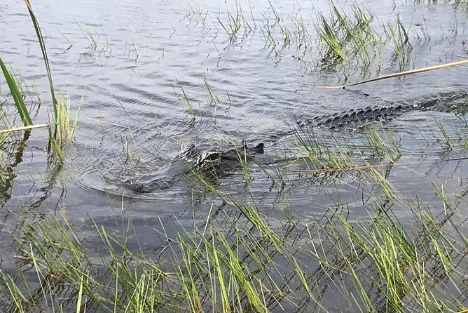 Everglades Airboat Safari Adventure with Transportation - Value at about $35: a bargain if you want the airboat, not a full park day