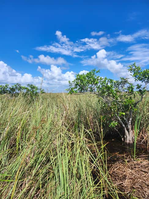 Everglades Eco Airboat Small-Group Tour & 2 Private Islands - Key things to know before you go