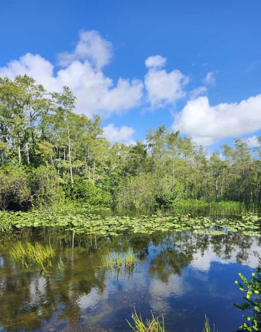 Everglades Eco Airboat Small-Group Tour & 2 Private Islands - The open-air airboat ride: tiered seats and wildlife spotting time