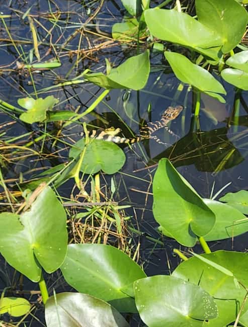 Everglades Eco Airboat Small-Group Tour & 2 Private Islands - Photo stop, guided nature time, and what that 100-minute window means