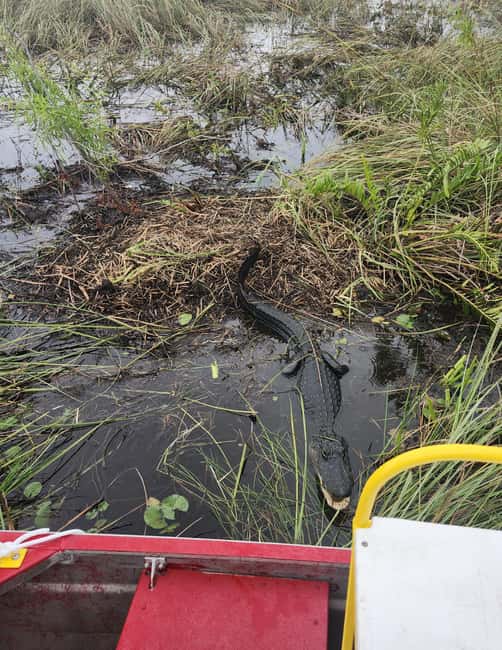 Everglades Eco Airboat Small-Group Tour & 2 Private Islands - Price and value: what you really get for about $138