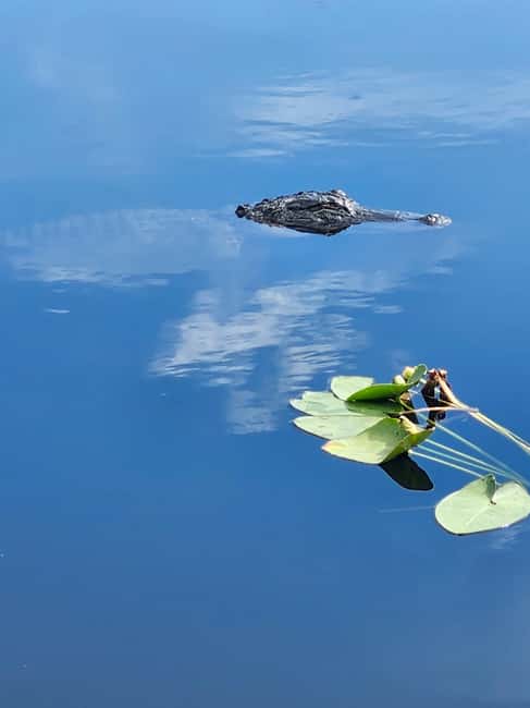 Everglades Eco Airboat Small-Group Tour & 2 Private Islands - Luxury pickup in a Sprinter van or Suburban, and how that helps your day