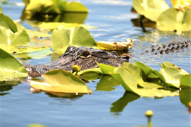 Everglades Holiday Park Airboat Tours & Rides - Speed expectations: thrilling bursts, or mostly calm cruising