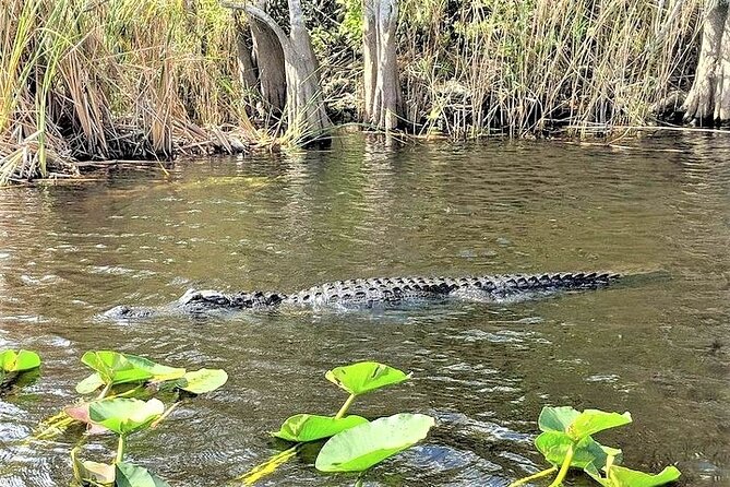 Everglades Holiday Park Airboat Tours & Rides - The free group photo per party: when it happens and why it matters