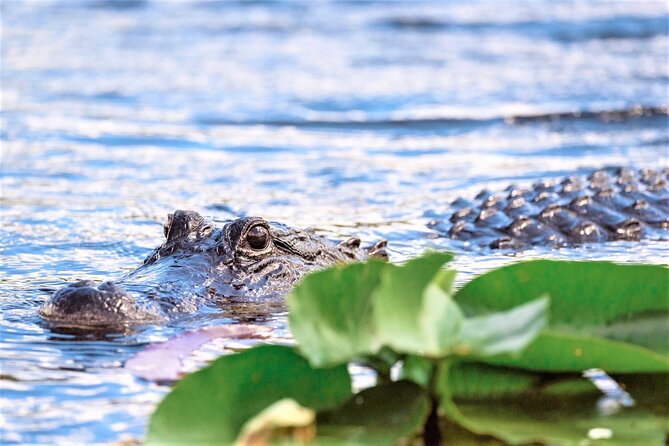 Everglades Holiday Park Airboat Tours & Rides - The 60-minute narrated airboat: what you’ll actually do