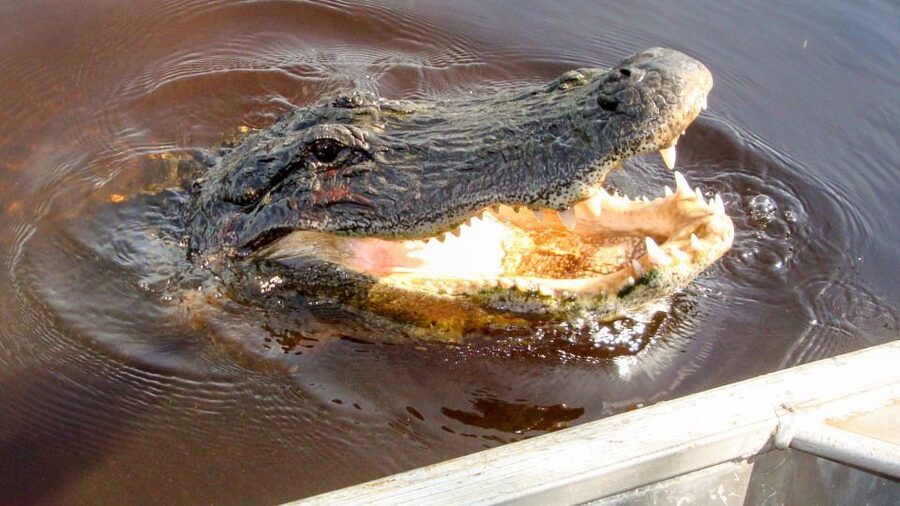 Everglades: Mangrove Maze Airboat Tour and Boardwalk - Key things I’d circle before you book