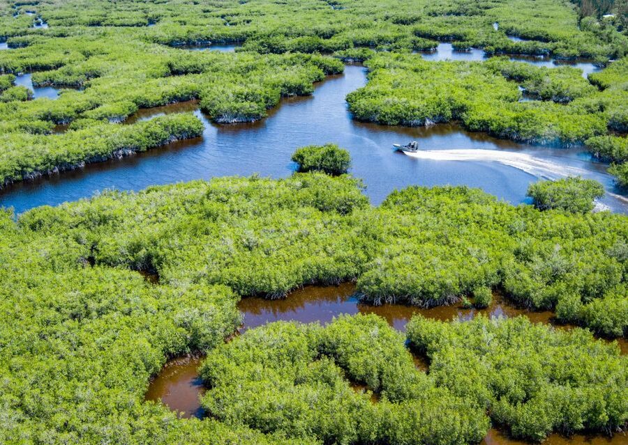 Everglades: Mangrove Maze Airboat Tour and Boardwalk - The mangrove maze ride, where wildlife hides in plain sight