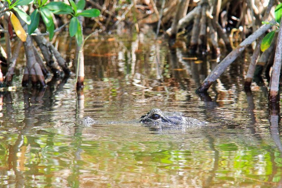 Everglades: Mangrove Maze Airboat Tour and Boardwalk - The Everglades City Boardwalk, a slower follow-up walk