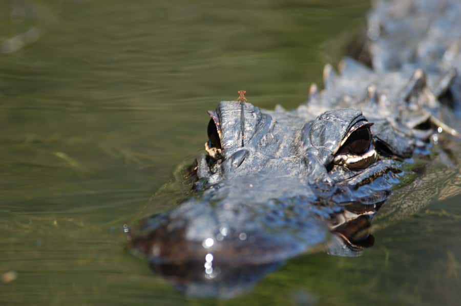 Everglades National Park: Mangrove Tunnel Kayak Eco-Tour - How the Guide Brings Everglades National Park History Into Real Life
