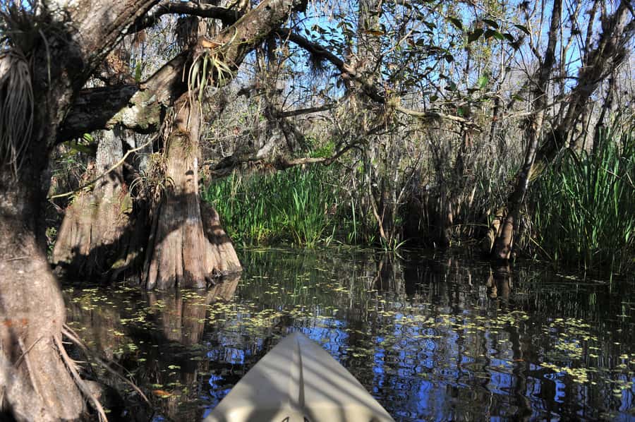 Everglades National Park: Mangrove Tunnel Kayak Eco-Tour - Photo Ops, Safety Checks, and Getting Close to Wildlife Without Freaking Out