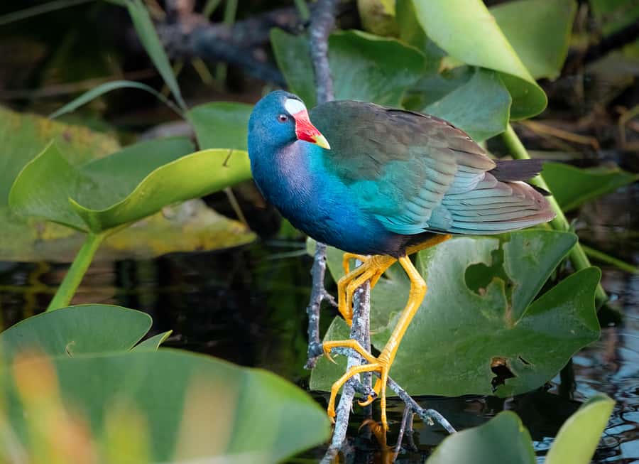 Everglades National Park: Mangrove Tunnel Kayak Eco-Tour - Price and Value: Is $109 Worth It for a 3-Hour Everglades Kayak Eco-Tour?