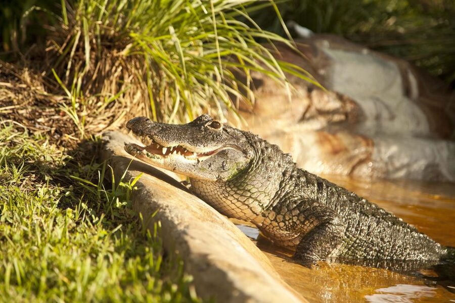 Everglades: Sawgrass Park Day Time Airboat Tour & Exhibits - The People Factor: Captains and Exhibit Staff Set the Tone