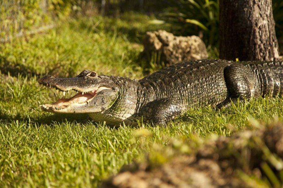 Everglades: Sawgrass Park Day Time Airboat Tour & Exhibits - Getting the Most From It: Practical Tips for a Smooth Day