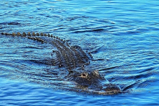 Everglades Small-Group Tour from Miami with Transportation - Why This Half Day Everglades Plan Feels Less Like a Checklist