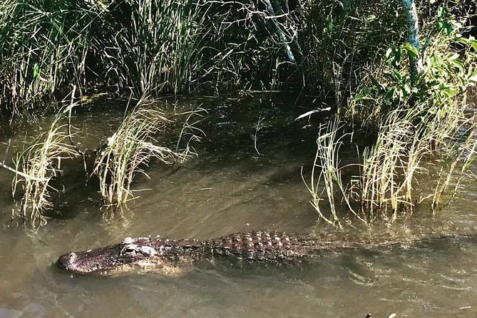 Everglades Small-Group Tour from Miami with Transportation - The 50 to 60 Minute Narrated Airboat Ride: The Real Core