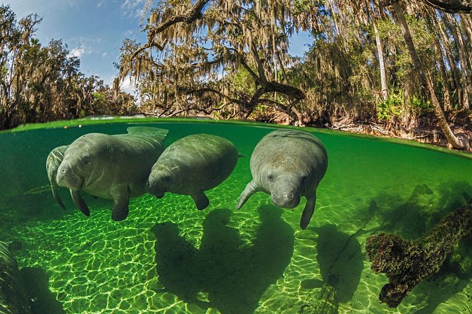 Exclusive Small Group VIP Heated Manatee Snorkel Tour - VIP heated manatee snorkeling in Crystal River National Wildlife Refuge