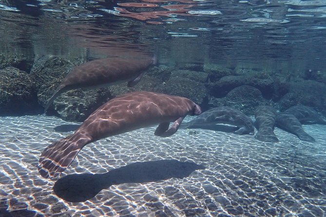 Exclusive Small Group VIP Heated Manatee Snorkel Tour - The snorkeling rules that help you see manatees and keep them calm