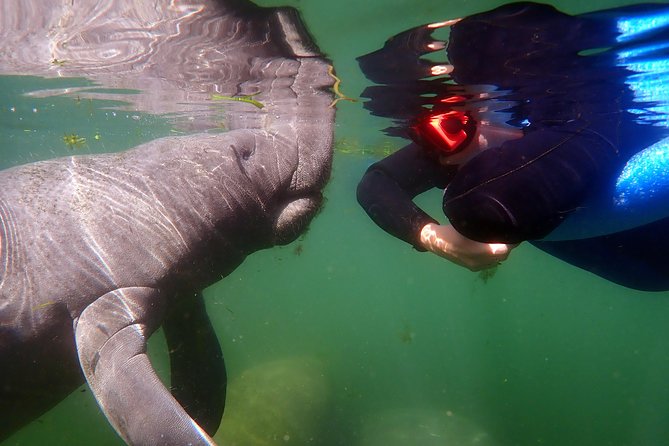 Exclusive Small Group VIP Heated Manatee Snorkel Tour - Duration, pacing, and why your day can feel different than expected