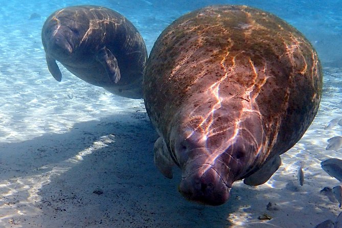 Exclusive Small Group VIP Heated Manatee Snorkel Tour - Heated, covered pontoon comfort that actually matters