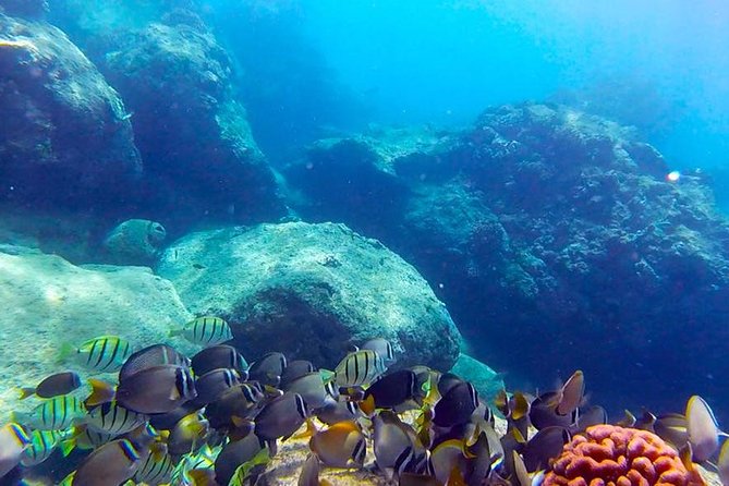 First-Time Scuba Diving in Honolulu + Free Videos - Key things to know before you book