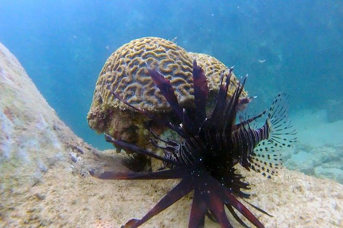 First-Time Scuba Diving in Honolulu + Free Videos - Your training time: from waist-deep practice to about 15 feet