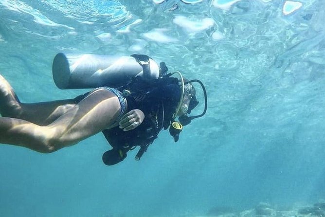 First-Time Scuba Diving in Honolulu + Free Videos - Marine life you can hope to see in Honolulu waters