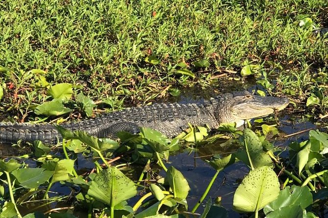 Florida Everglades Airboat Tour and Wild Florida Admission with Optional Lunch - From Orlando to Kenansville: A Remote Start That Changes the Mood