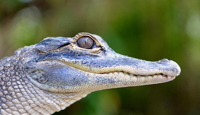 Florida Everglades Airboat Tour and Wild Florida Admission with Optional Lunch - Price and Value: $37 for a Ride Plus a Wildlife Park