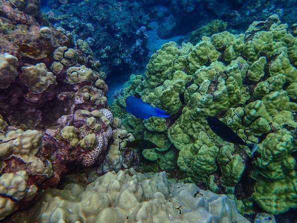 Four Winds Molokini Snorkeling Tour from Maalaea Harbor - When weather changes plans: alternate snorkel areas and safety first