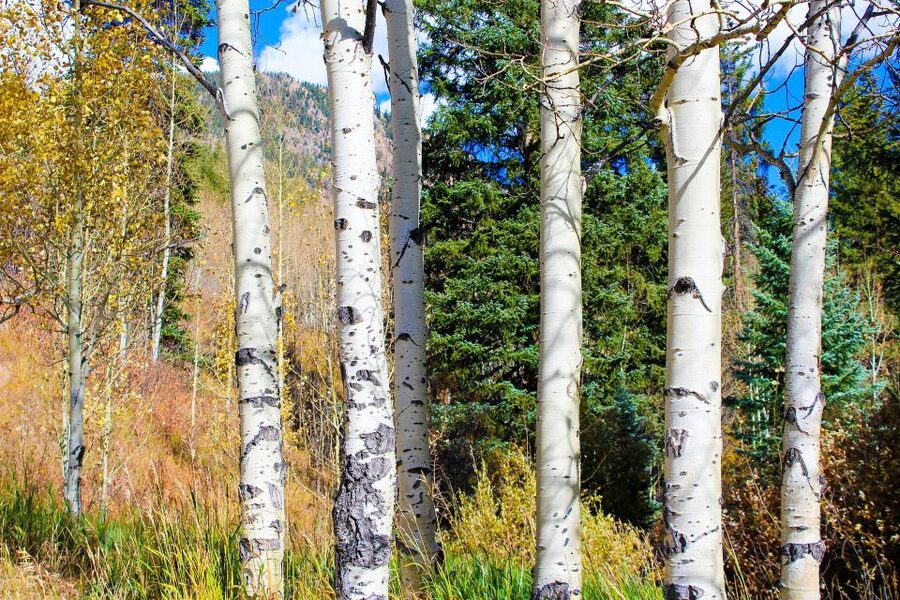 From Denver: Red Rocks, Evergreen, and Echo Lake Tour - Key Points You Will Feel Right Away